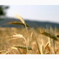 Пкупаем пшеницу продовольственную