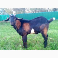 Англо нубійський козел В#039; язка Англо нубийский козел Англобийские кози