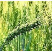 Семена озимой пшеницы ЗИРА
