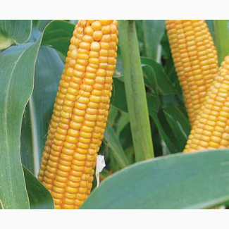 Кукурудза на зерно ЛГ 31377 (LG 31377)