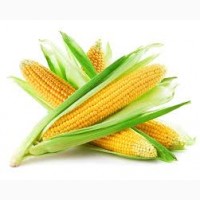 Семена кукурузы ДМ Скарб, ФАО 330