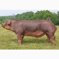Свинокомплекс продает племенных хряков и свиноматок