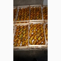 Продам груші сортів Бера Ноябрська Вільямс Конференція. Урожай 2023 року
