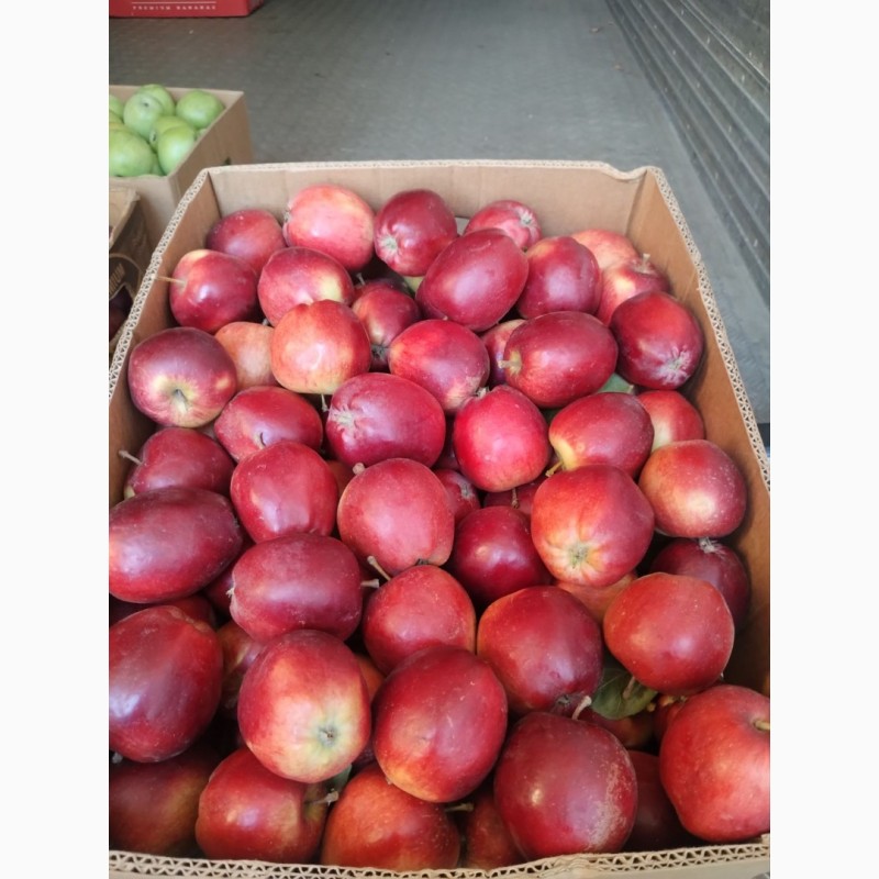 Фото 2. Продам якісне товарне яблуко з власного саду
