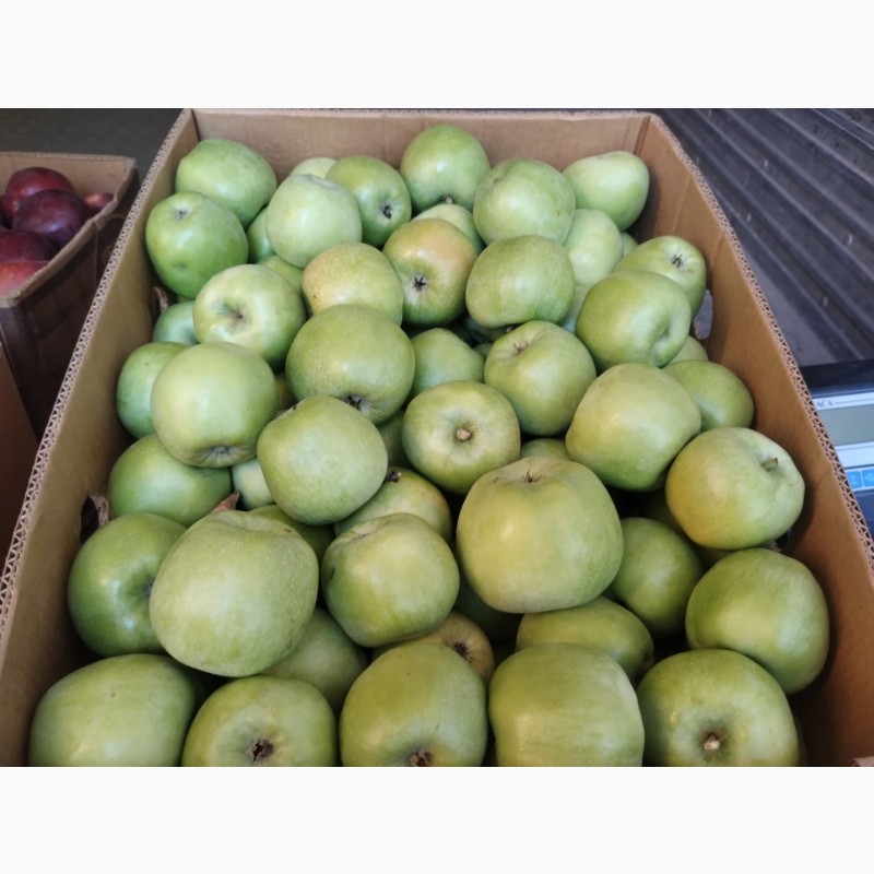 Фото 3. Продам якісне товарне яблуко з власного саду