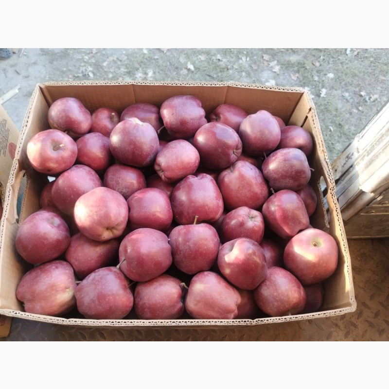 Фото 5. Продам якісне товарне яблуко з власного саду