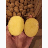 Продам товарный картофель