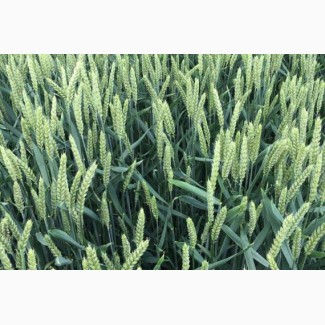 Посівний матеріал озимої пшениці ПРАКТІК (2репродукція)