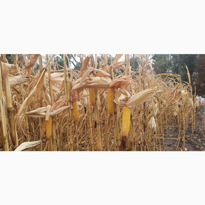 Фото 2. Насіння кукурудзи гібрид - Дельта (ФАО 280)