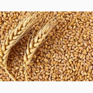 Есть покупатели пшеницы фуражную и классную. За наличный и безналичный расчет от 100т