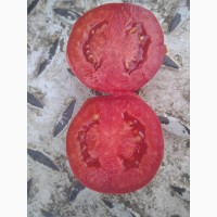 Продам помидор (баста и асвон)