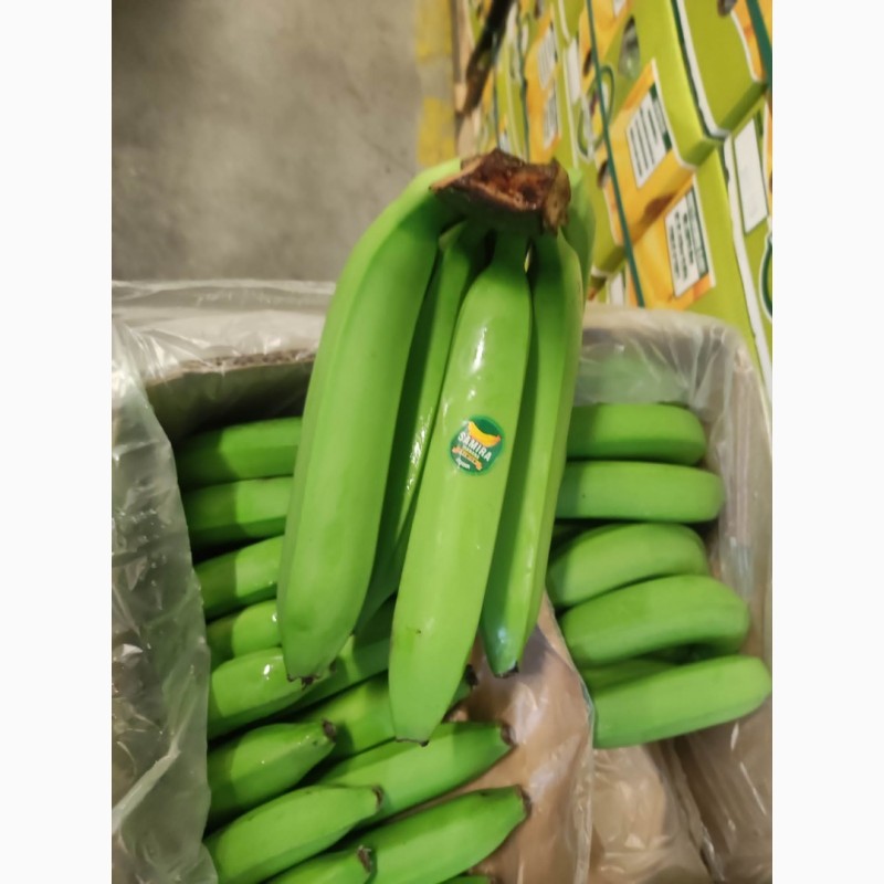 Фото 2. Надаю послуги по дозацій (газації) зеленого банана