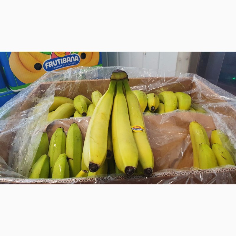 Фото 3. Надаю послуги по дозацій (газації) зеленого банана