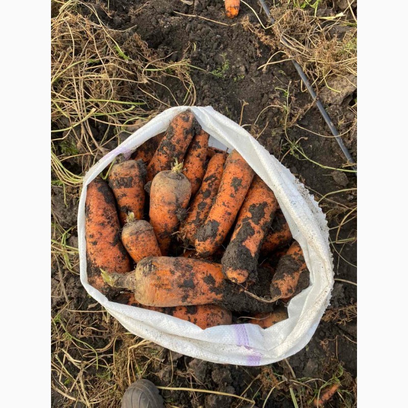 Фото 2. Продам моркву та буряк від виробника від 10 тонн