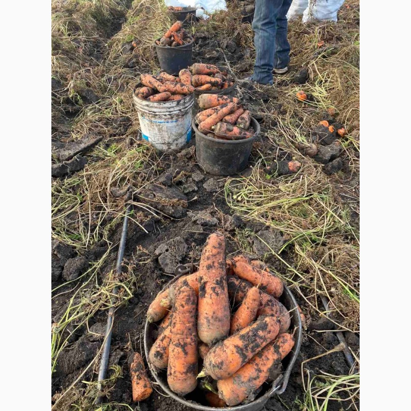 Фото 5. Продам моркву та буряк від виробника від 10 тонн