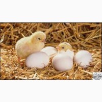 Продам інкубаційне яйце бройлера КОББ 500 та мясояєчних кросів, качок, гусей