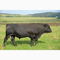 КУПЛЮ коров худых, средней и высшей упитаности (жир)