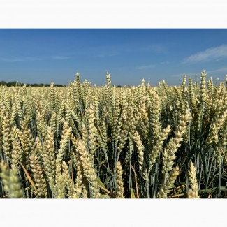 Насіння пшениці озимої БАТЕРФЛЯЙ