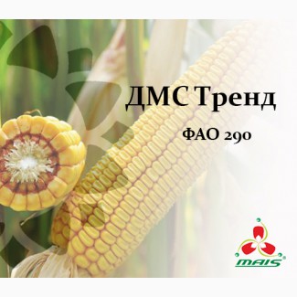 Семена кукурузы ДМС Тренд, ФАО 290