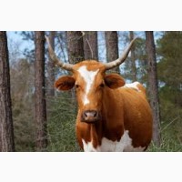 Терміново куплю корів биків