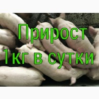 Поросята со свинокомплекса большими партиями