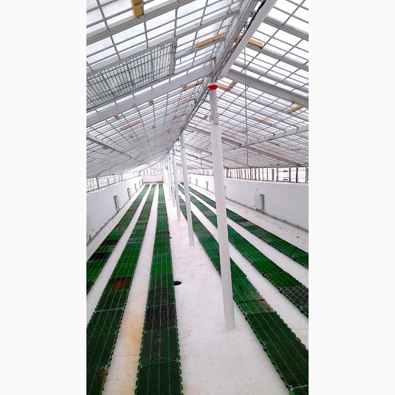 Фото 10. Оренда приміщень склад для вирощування грибів шампінйонів шитакі білі