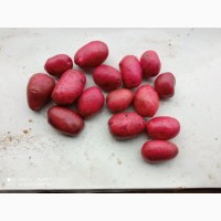 Купуємо картоплю на мийку, самовивіз по всій Україні, опт від 22 т