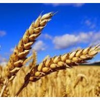 Пропонуємо насіння ярої пшениці сорту «Кітрі» 2023 року врожаю