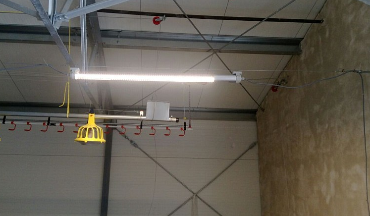 Фото 3. LED система для освітлення пташників та складських приміщень