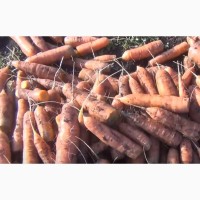 Куплю морковку на преработку в крупных обьемах