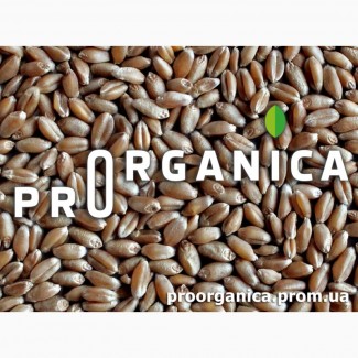 Органічна Пшениця 2 класу, біг-бег 1т, сертифікована Органік Стандарт UA-BIO-108