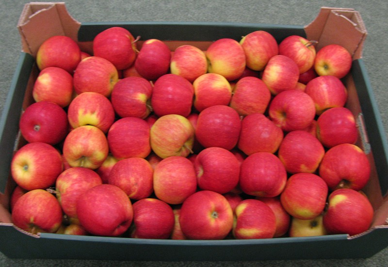 Apple саратов купить. Супер яблоко. Яблоки Лиголь. Яблоки идеальные на продаже. Яблоки Айдаред фото.