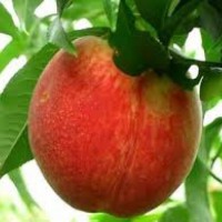 Продам високоякісні садженці персиків