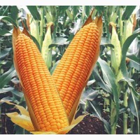 Семена кукурузы НС 3023, ФАО 390