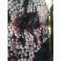 Продам виноград Изабельных сортов на вино и соки