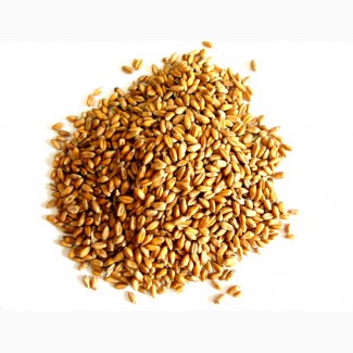 Покупка пшеницы (крупный опт)