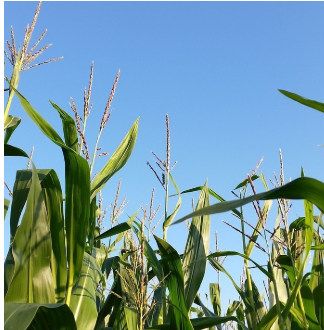 Фото 2. Семена кукурузы НС 3022, ФАО 360