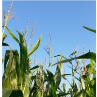 Семена кукурузы НС 3022, ФАО 360