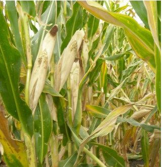 Фото 3. Семена кукурузы НС 3022, ФАО 360