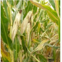 Семена кукурузы НС 3022, ФАО 360