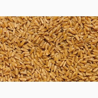 Насіння пшениці сорт Рання 93 1 репродукція