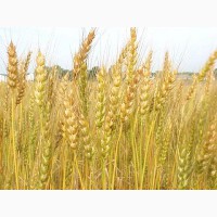 Семена пшеницы озимой Амазонка, 208-287 дней, 66, 7-74, 7 ц/га