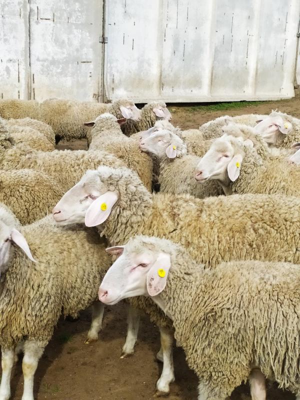 Фото 3. Продаются племенные овцы, Лиманское