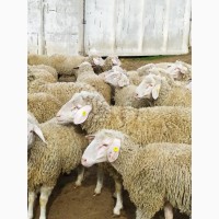 Продаются племенные овцы, Лиманское
