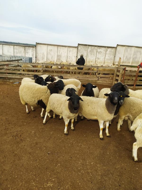 Фото 4. Продаются племенные овцы, Лиманское