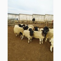 Продаются племенные овцы, Лиманское