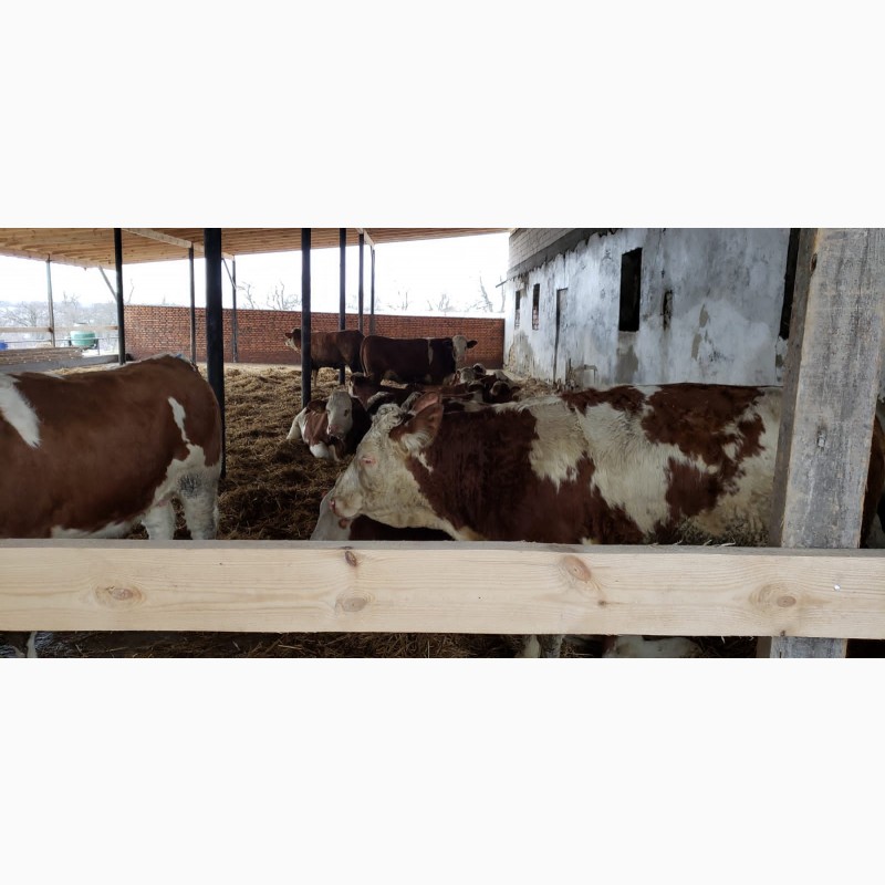 Фото 2. Продам от производителя. Голштинскую и Семинталь породы коровы С 32 голов с Чехии