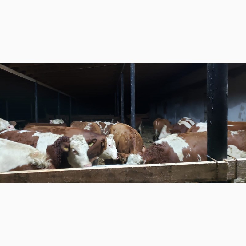 Фото 5. Продам от производителя. Голштинскую и Семинталь породы коровы С 32 голов с Чехии