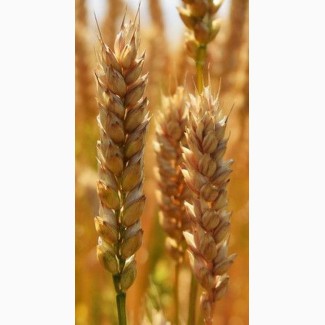 Продам посевной материал озимой пшеницы Безостая 100 (элита) Краснодарская селекция