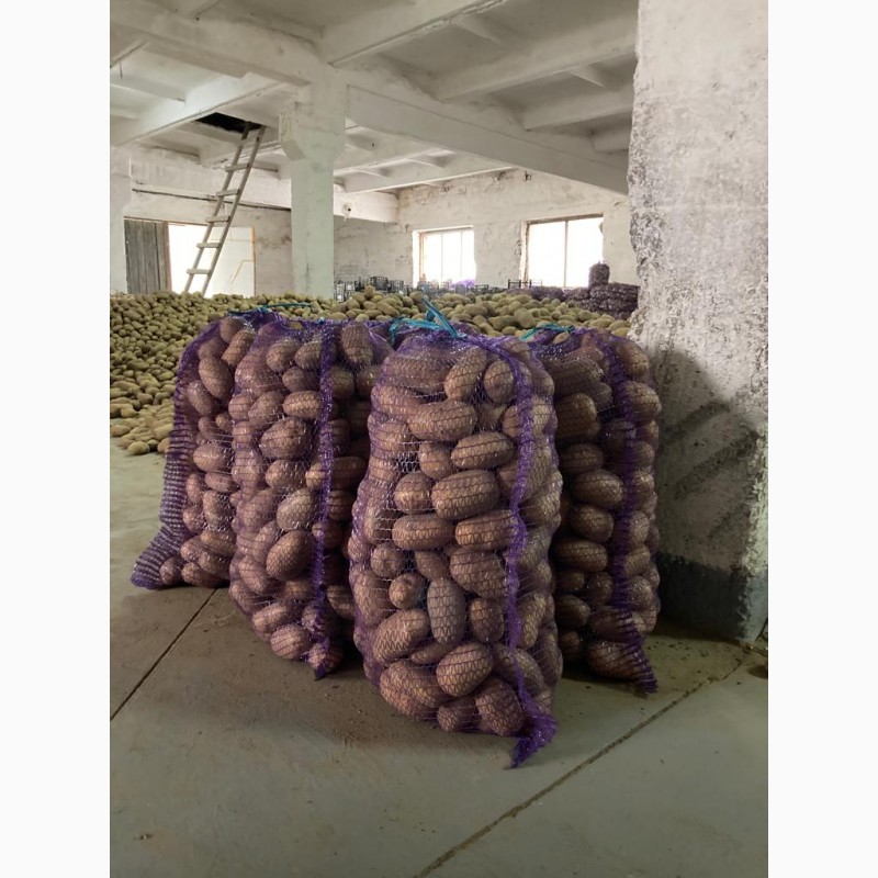 Фото 3. Продам картоплю сорту Донато